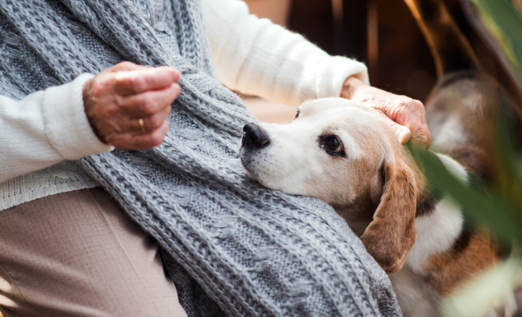Gentle elderly woman petting a happy beagle dog, cozy indoor setting at Vista Prairie assisted living community in Alexandria, MN.